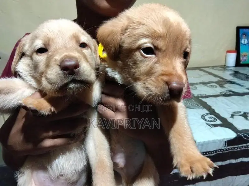 Labrador Puppies