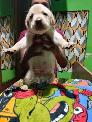 Labrador Puppies
