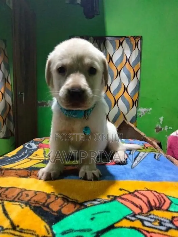 Labrador Puppies