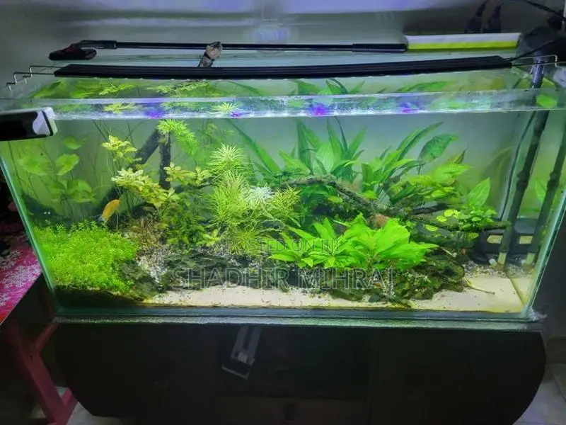 Planted Fish Tank