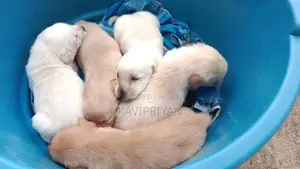 Labrador Puppies