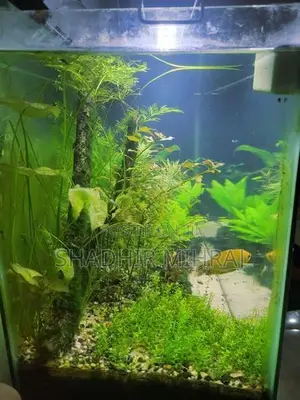 Planted Fish Tank