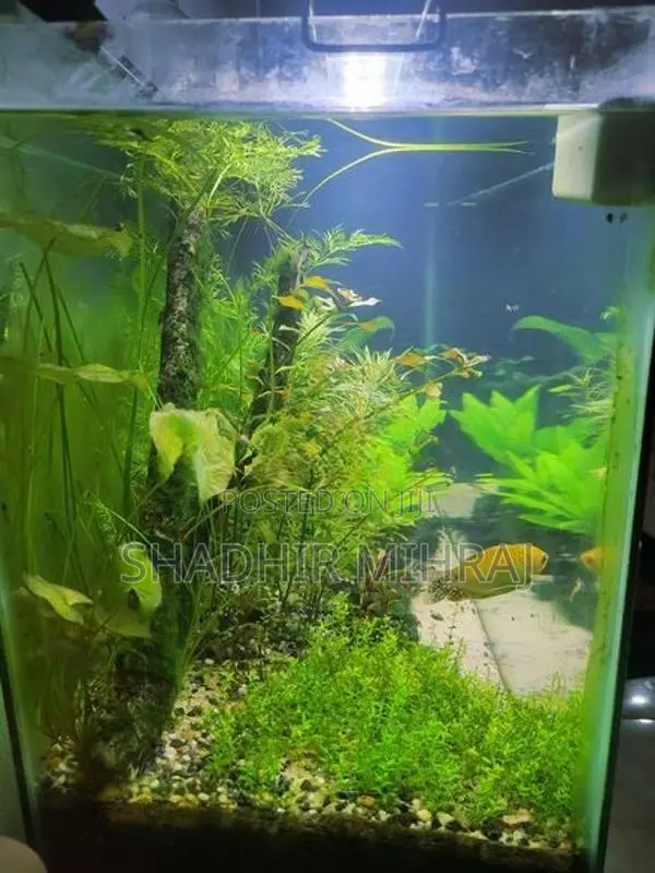 Planted Fish Tank