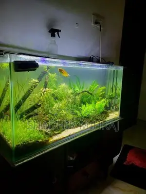 Planted Fish Tank