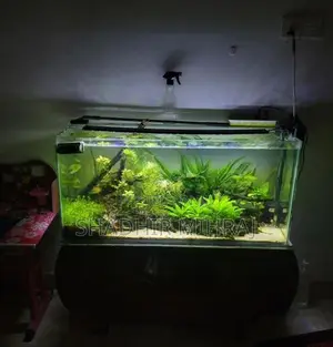 Planted Fish Tank