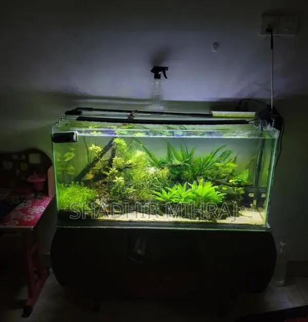 Planted Fish Tank