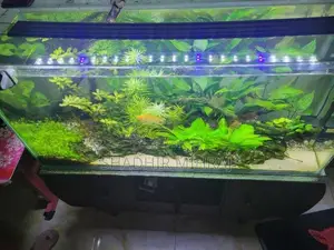 Planted Fish Tank
