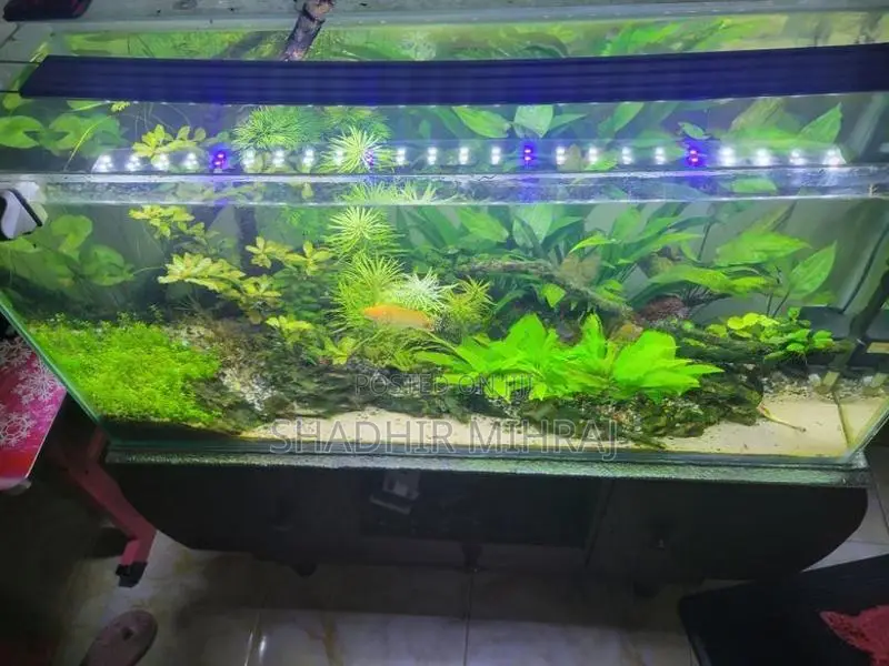 Planted Fish Tank
