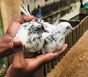 Pigeon