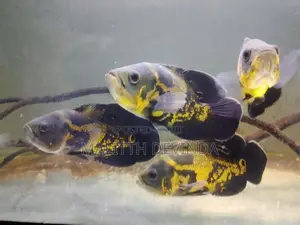 Oscar Fish