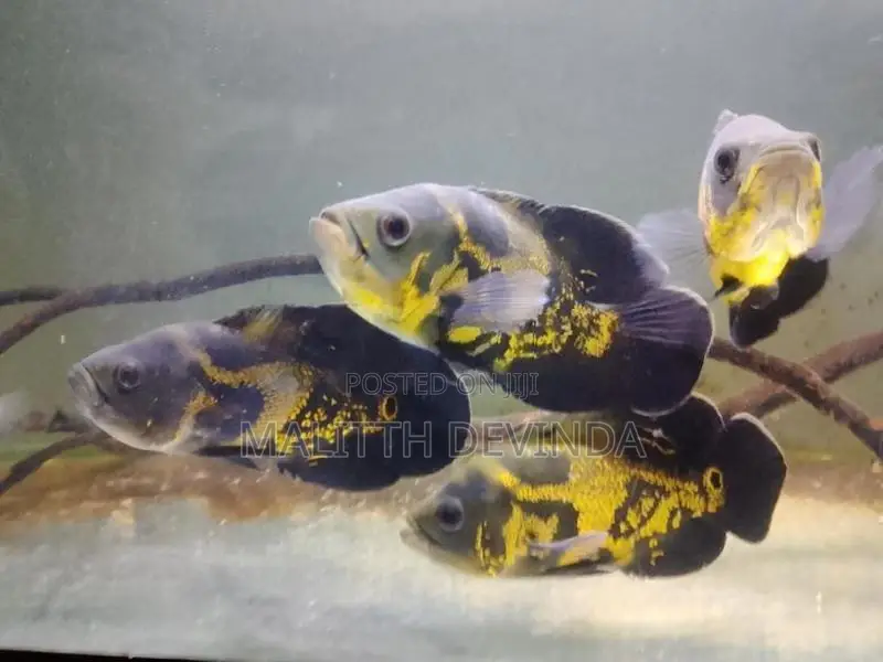 Oscar Fish