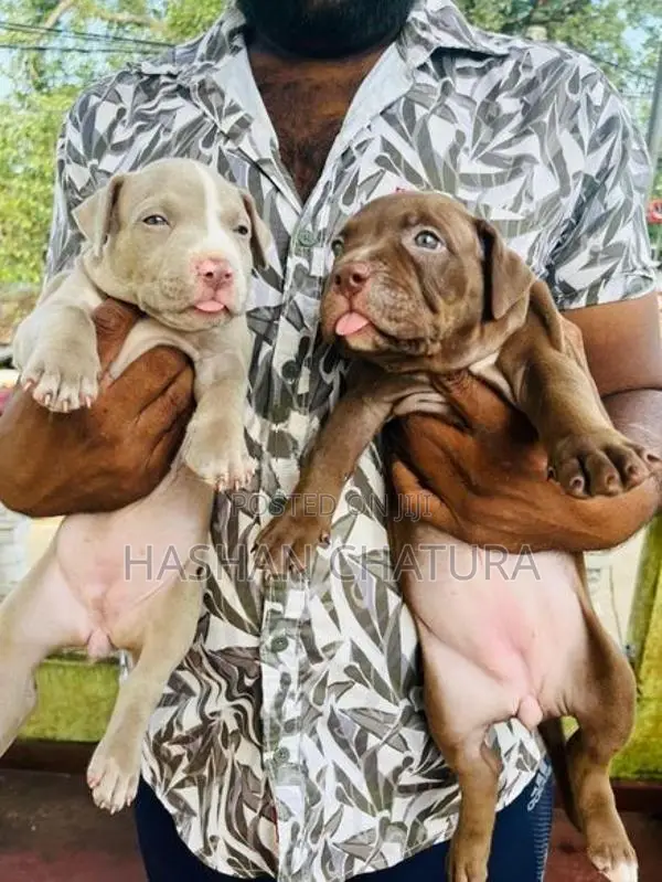 Xxl American Bully Puppies