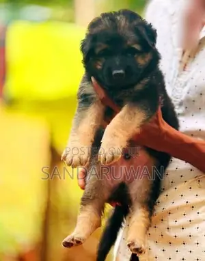 German Shepherd Puppies