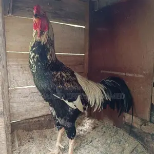 Rooster