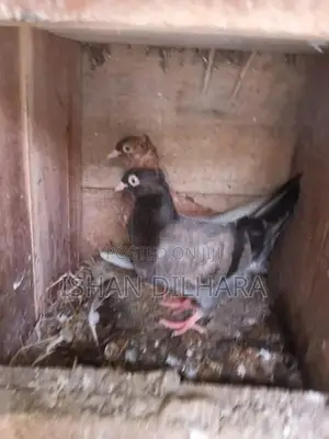 Konda Pigeon