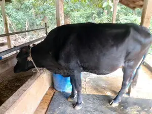 Farm Cow