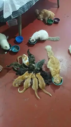 Mix Persian Cat