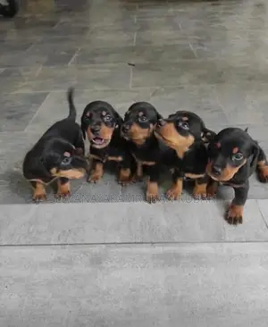 Dachshund Puppies