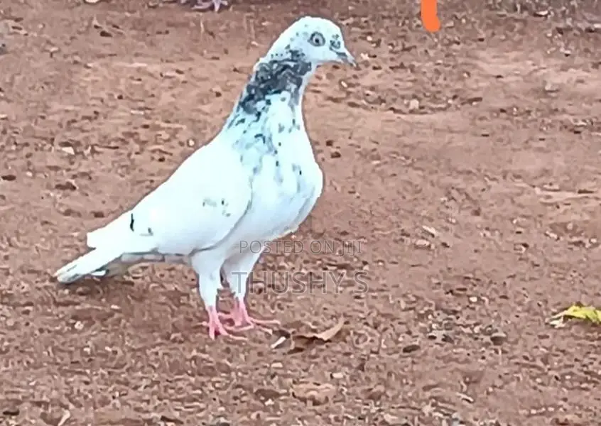 Timing Pigeons