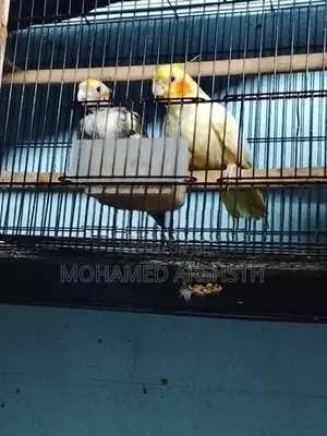 Cockatiel Birds