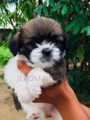 Shih Tzu Puppies