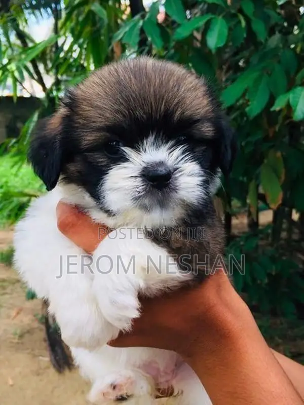 Shih Tzu Puppies