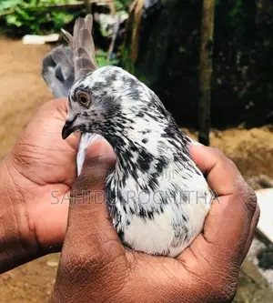 Pigeon