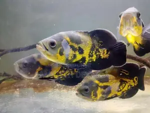 Oscar Fish