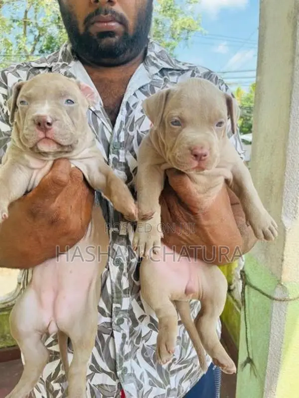 Xxl American Bully Puppies