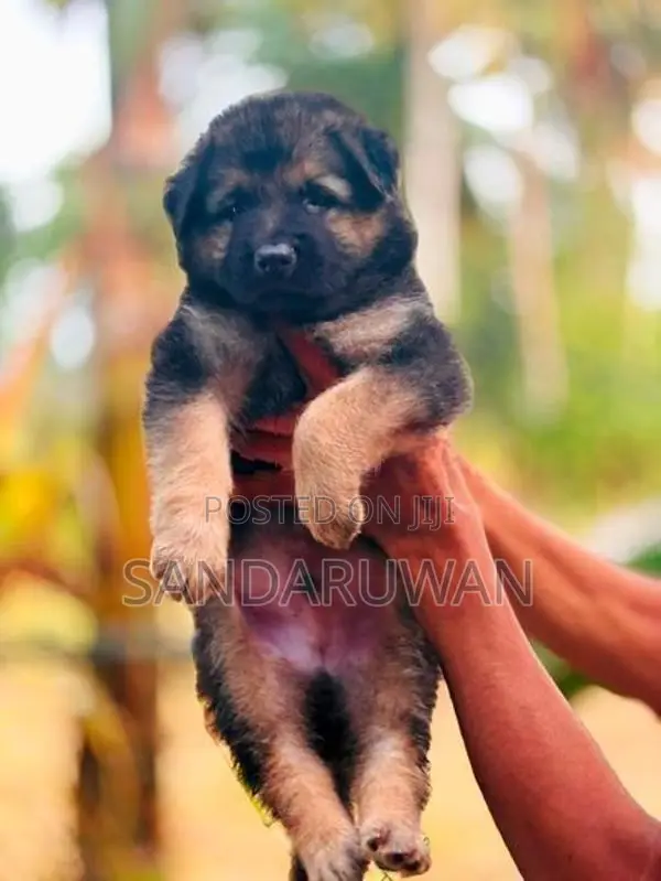 German Shepherd Puppies