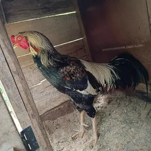 Rooster
