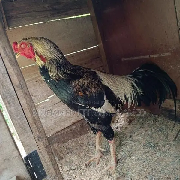 Rooster