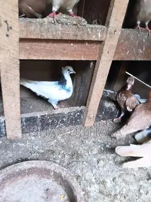 Konda Pigeon