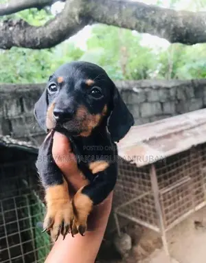Dachshund Puppies