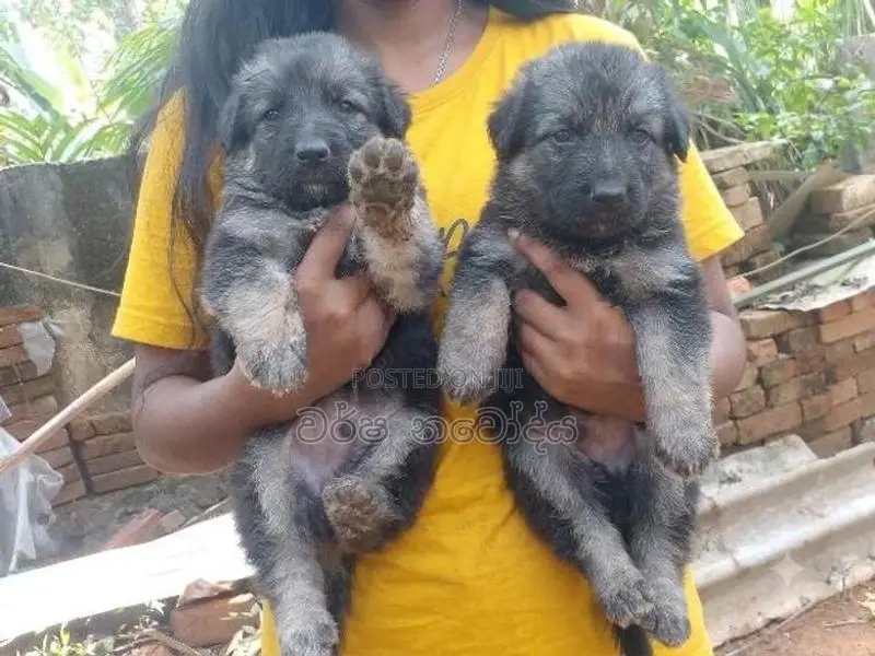 German Sherpad Puppy