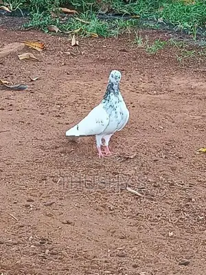 Timing Pigeons