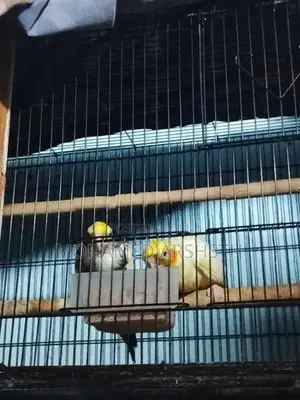Cockatiel Birds