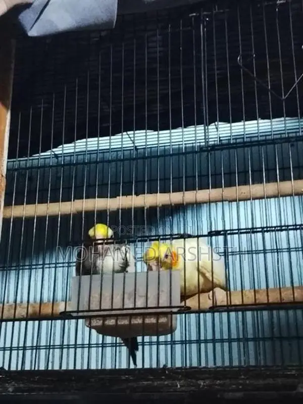 Cockatiel Birds