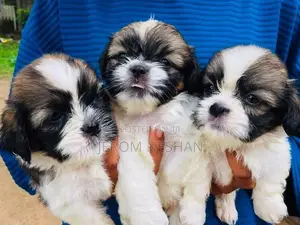 Shih Tzu Puppies