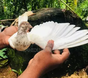 Pigeon