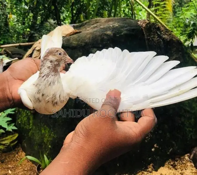 Pigeon