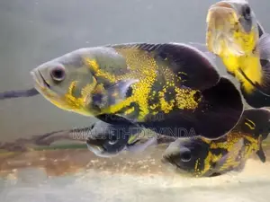 Oscar Fish