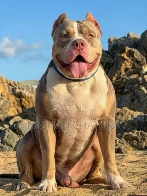 Xxl American Bully Puppies