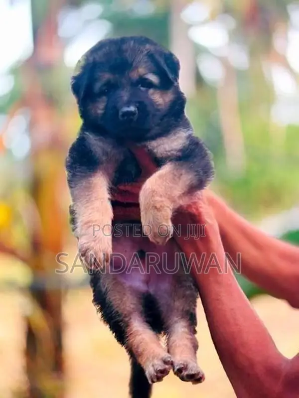 German Shepherd Puppies