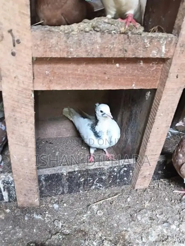 Konda Pigeon