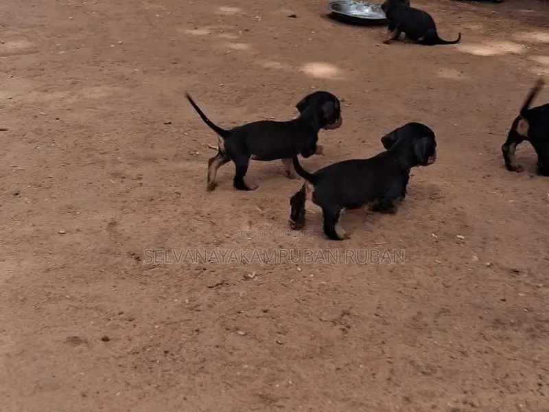 Dachshund Puppies