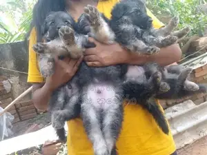 German Sherpad Puppy