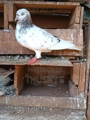 Timing Pigeons