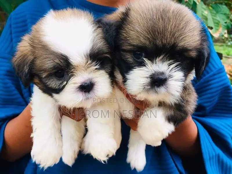 Shih Tzu Puppies