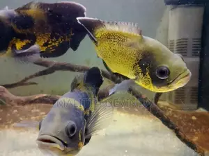Oscar Fish